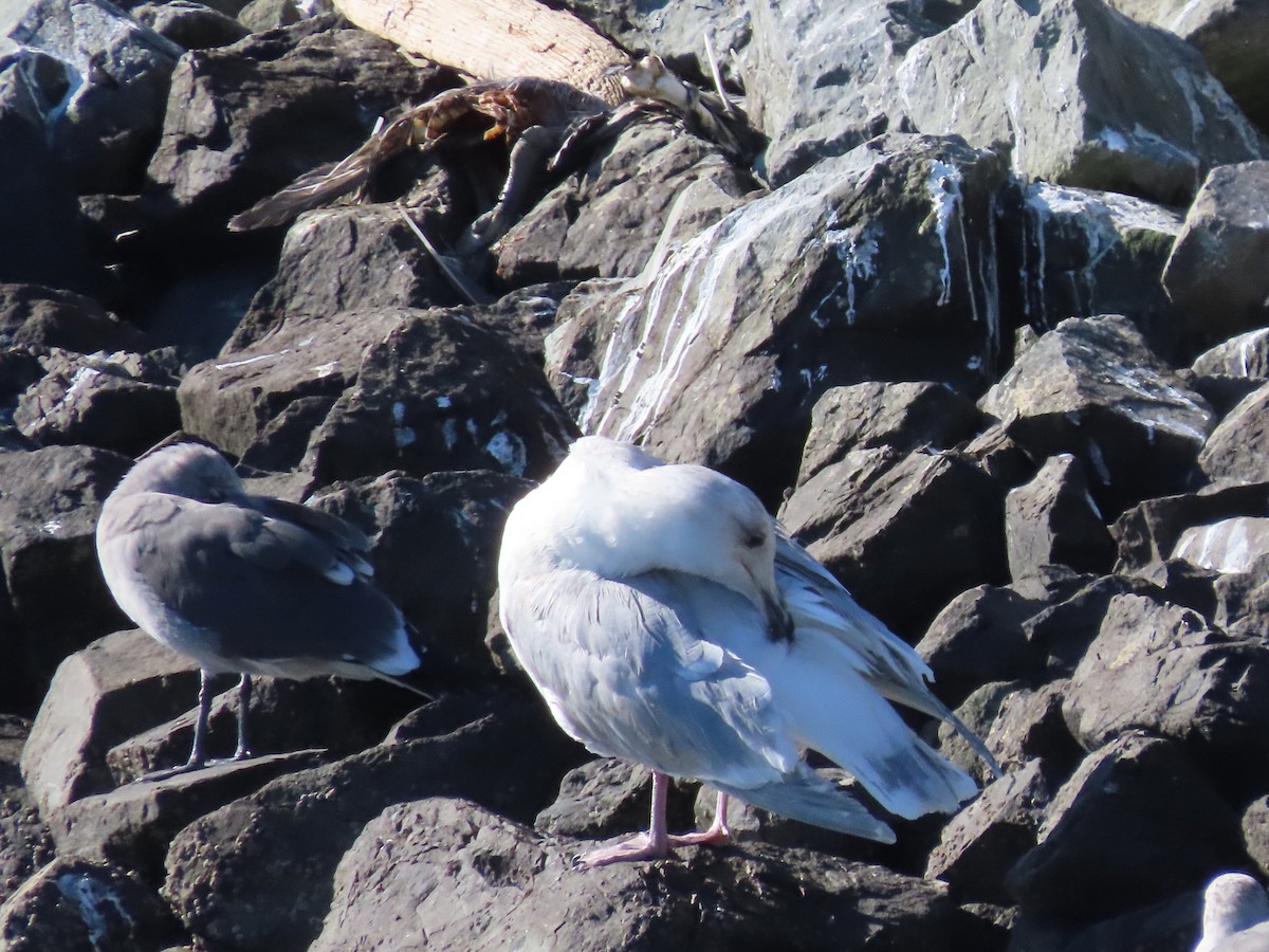 Goéland à ailes grises - ML505398531