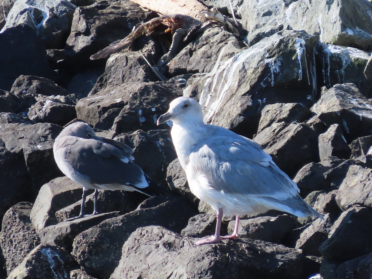 Glaucous-winged Gull - George Chrisman