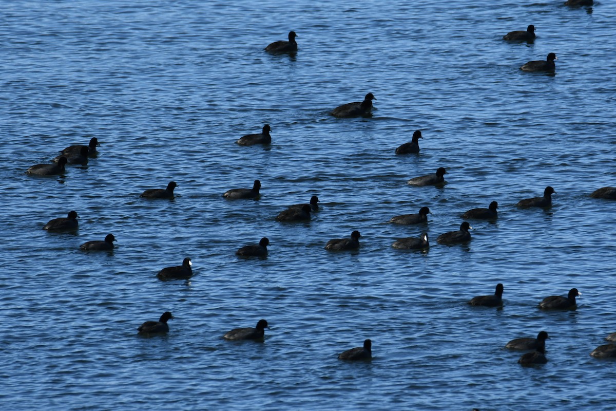 American Coot - ML505398751