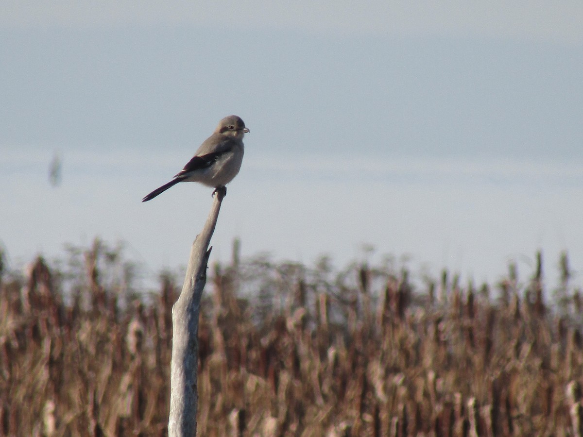 Northern Shrike - ML505399431