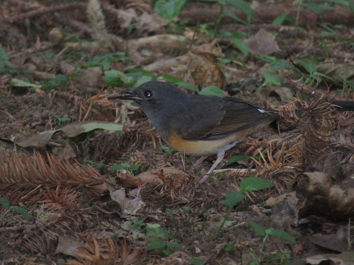 白腰鵲鴝 - ML505399551