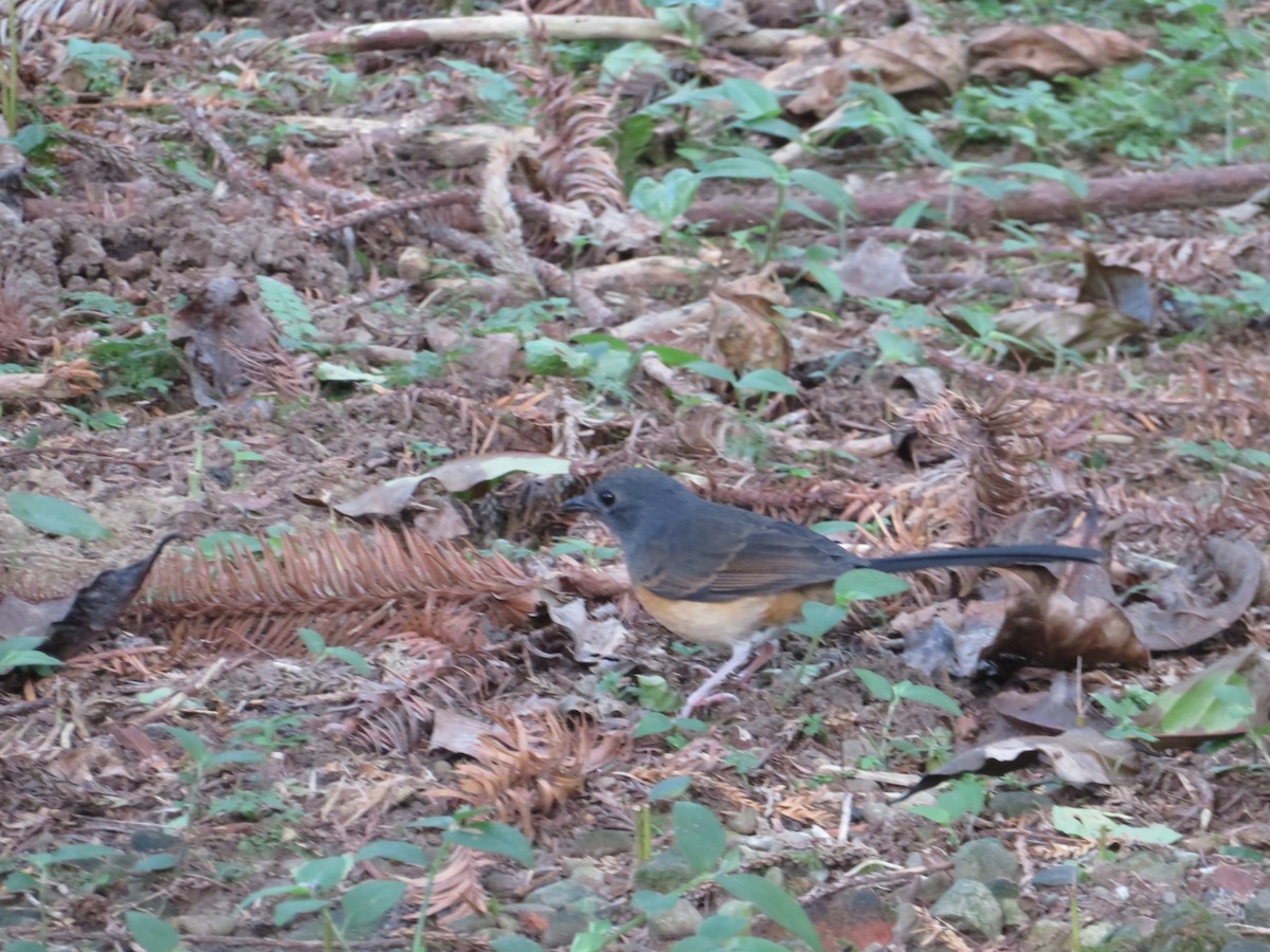 白腰鵲鴝 - ML505399561