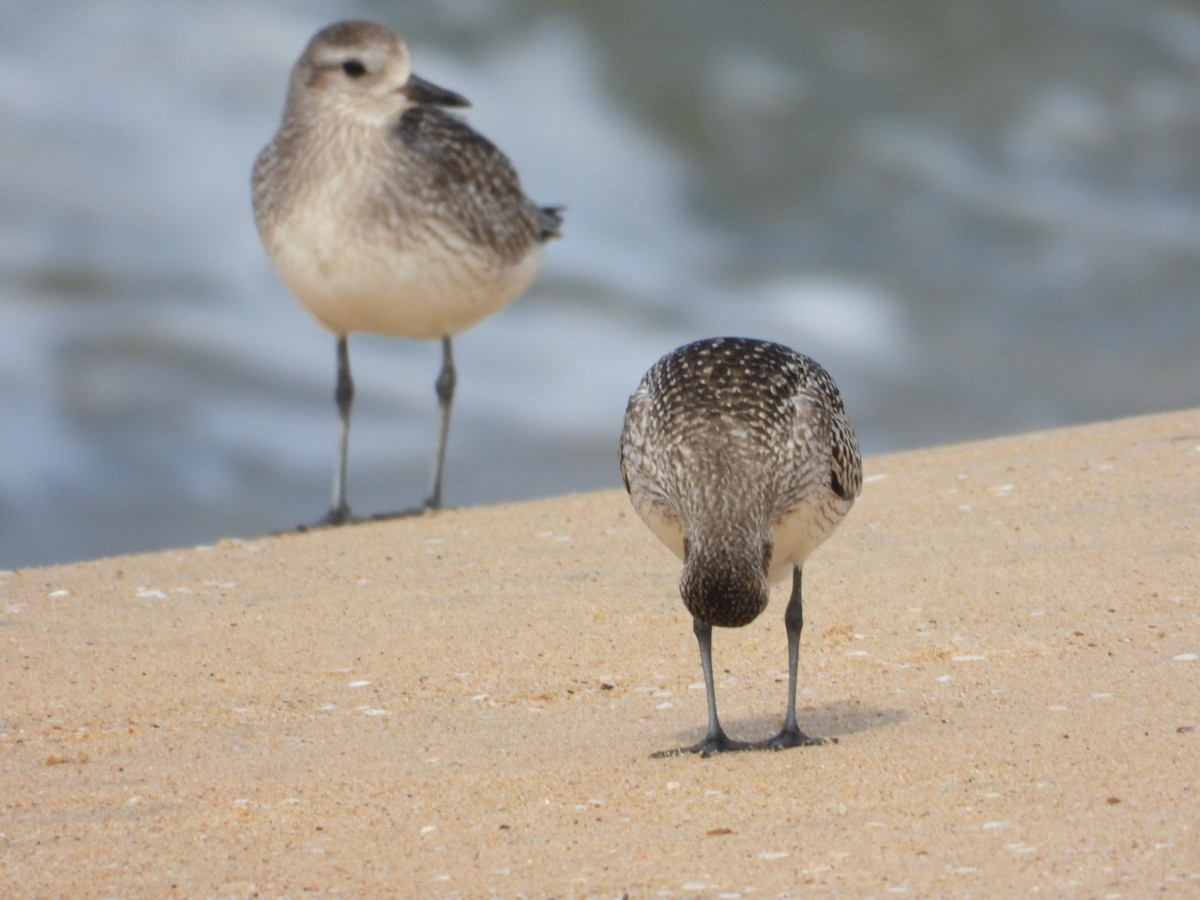 Black-bellied Plover - ML505399821