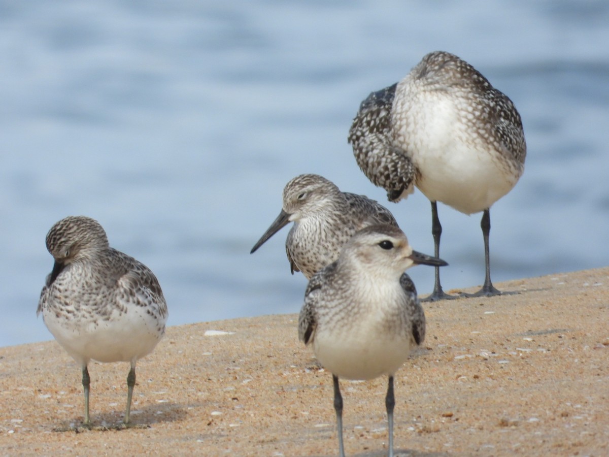 Great Knot - ML505399951