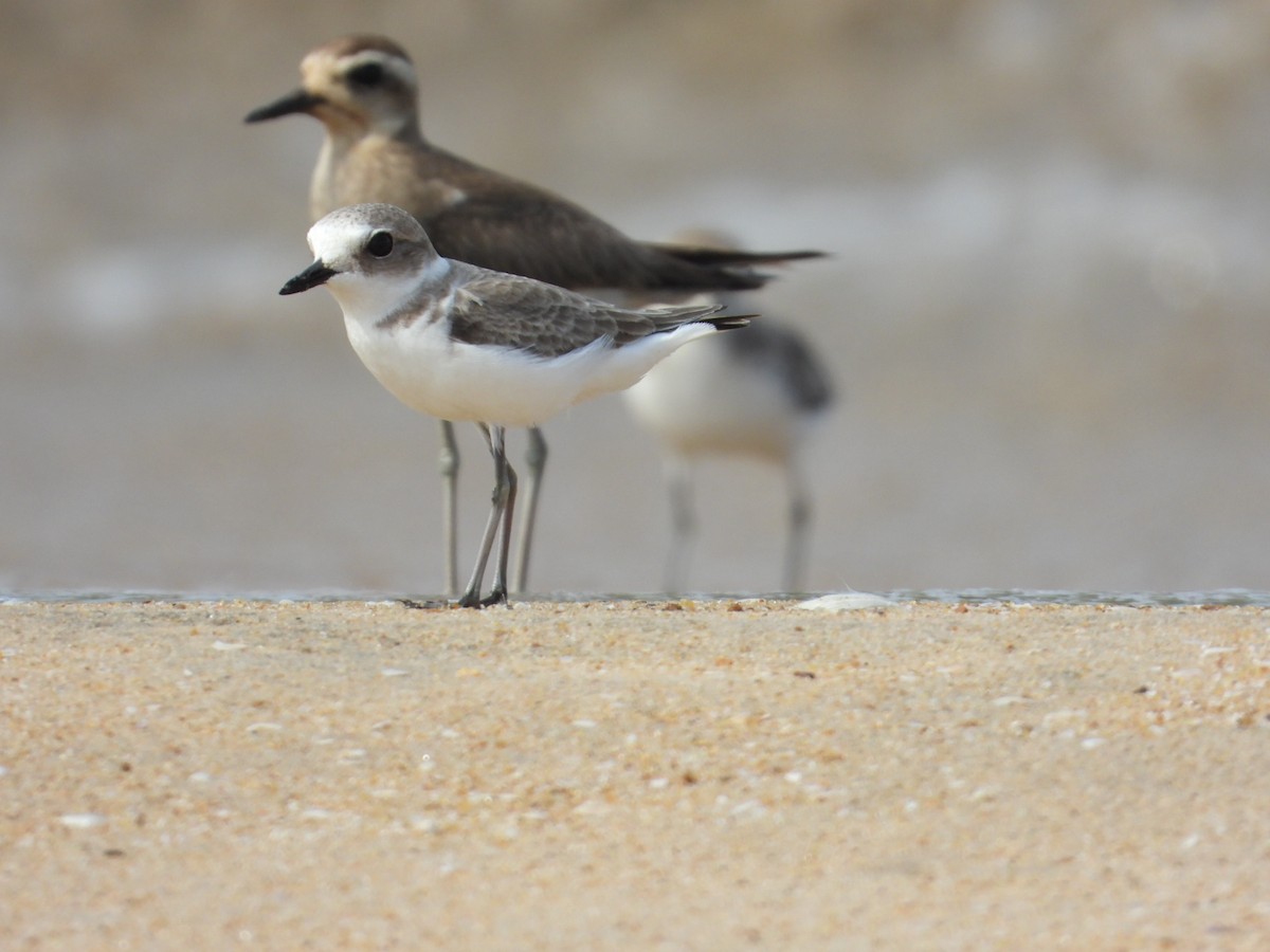 Caspian Plover - ML505400021