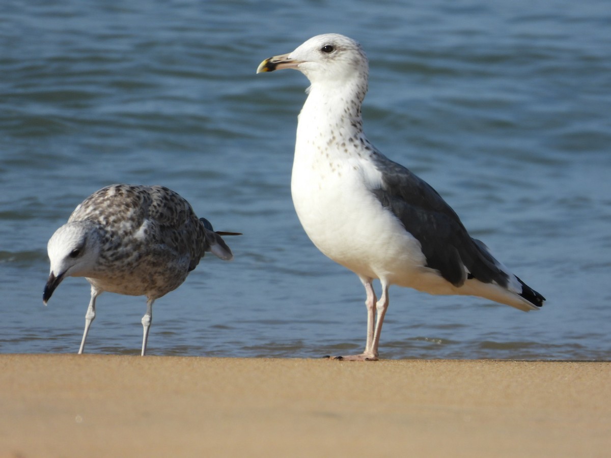 gull sp. - ML505400091