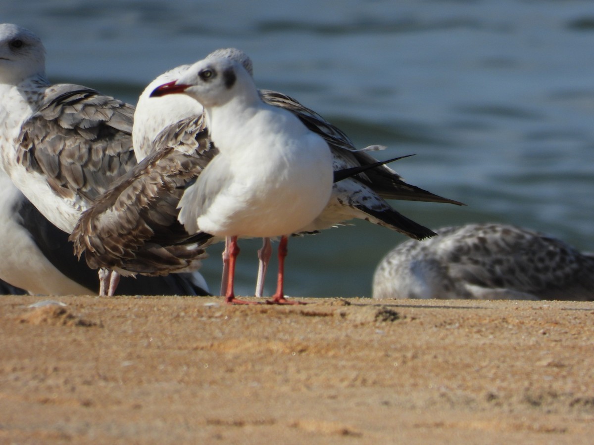 gull sp. - ML505400101