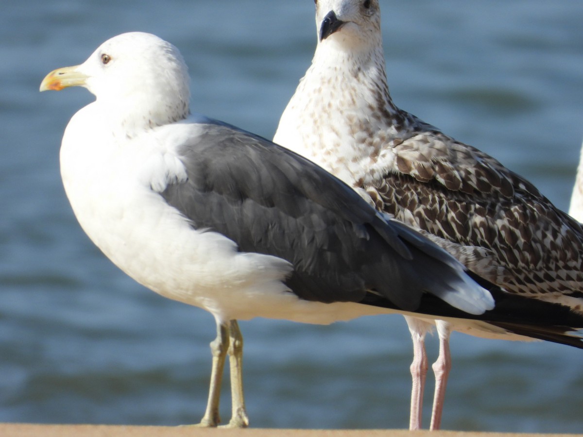 gull sp. - ML505400111