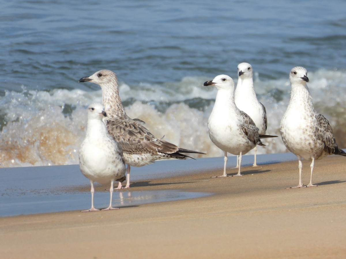 gull sp. - ML505400121