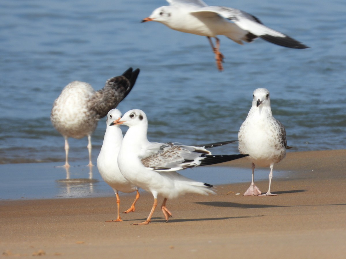 gull sp. - ML505400131