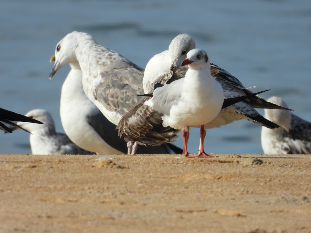 gull sp. - namassivayan lakshmanan