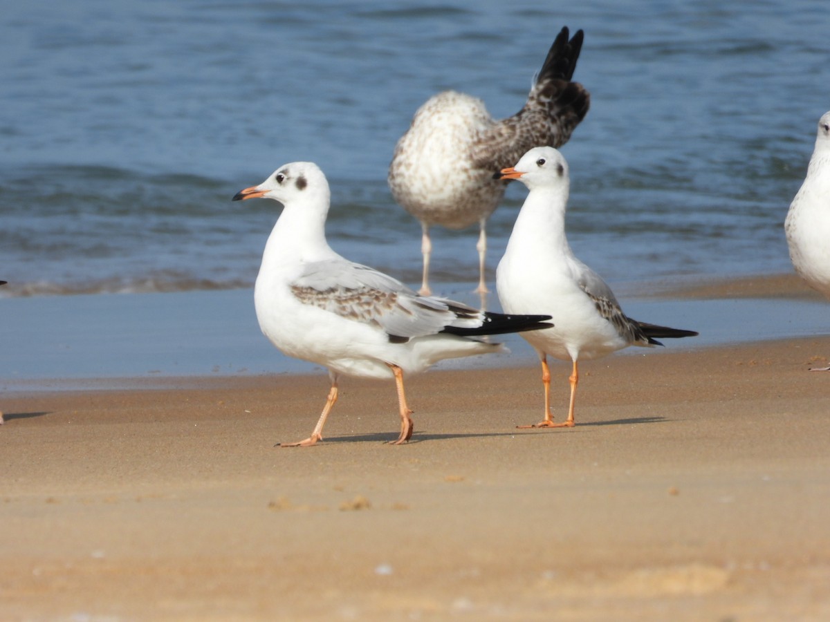 gull sp. - ML505400151