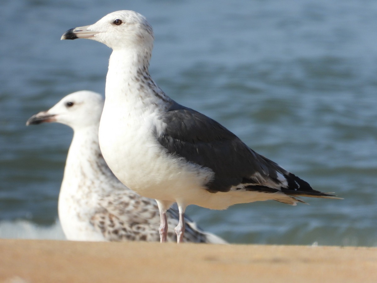 gull sp. - ML505400161