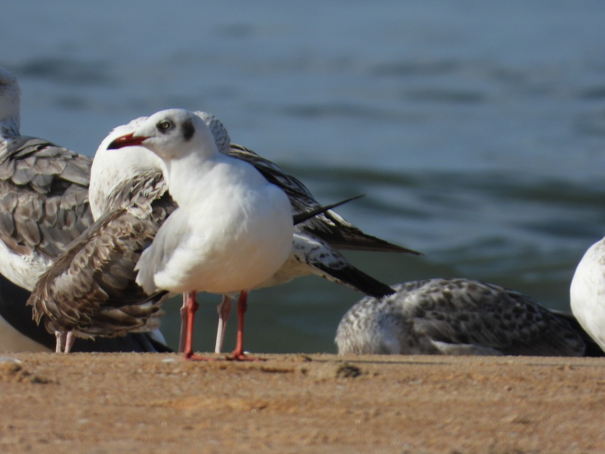 gull sp. - ML505400181