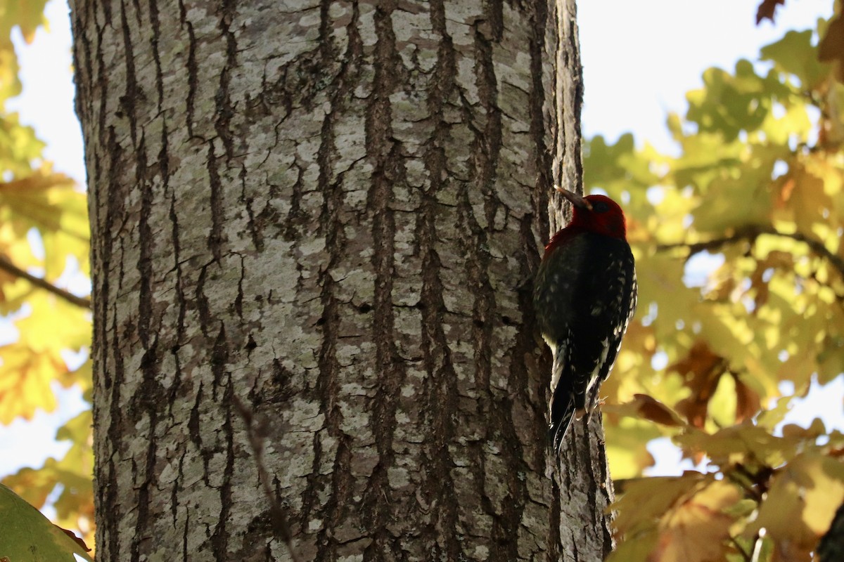 Red-breasted Sapsucker - ML505400941
