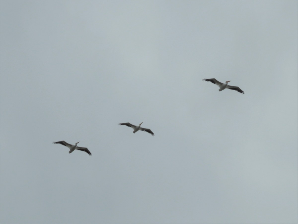 American White Pelican - ML505401161