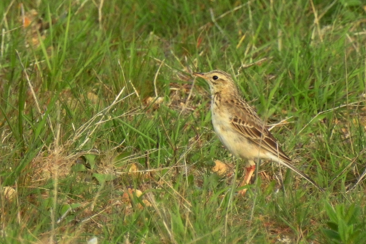 Richard's Pipit - ML50540281