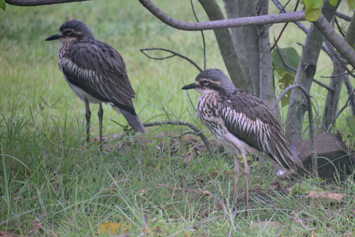 Bush Thick-knee - ML505403111