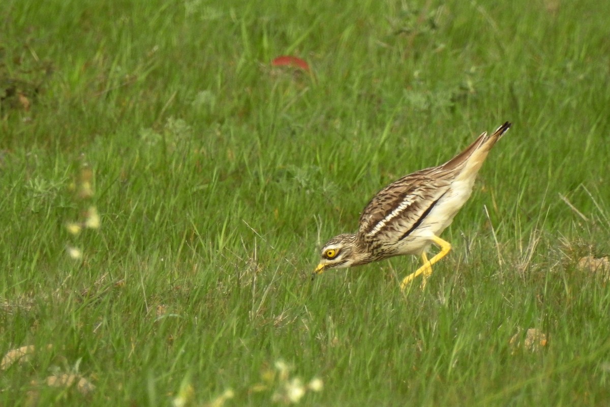 Eurasian Thick-knee - ML50540361