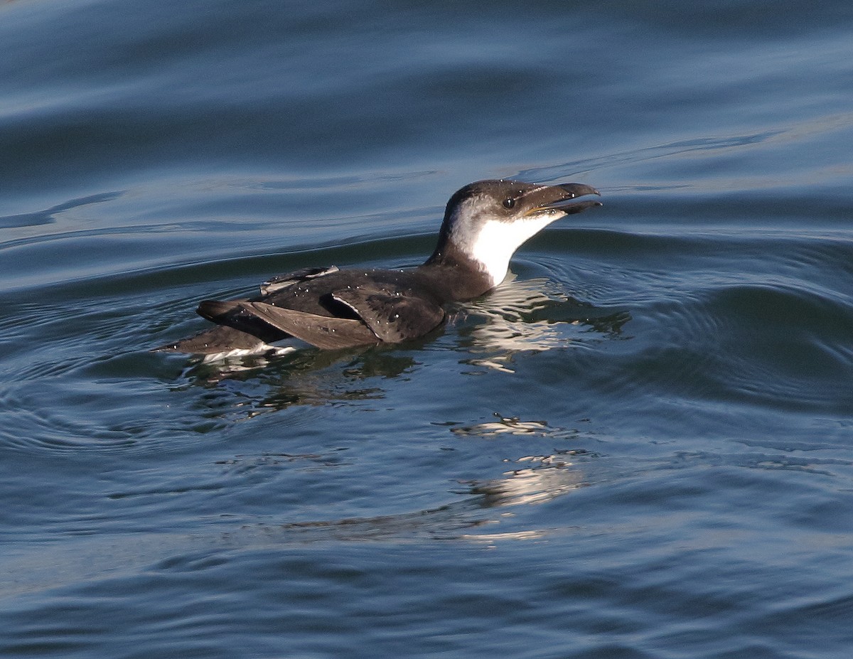 Razorbill - William Price