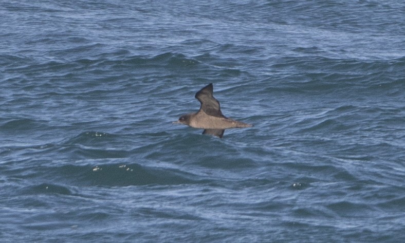 Short-tailed Shearwater - ML50540391