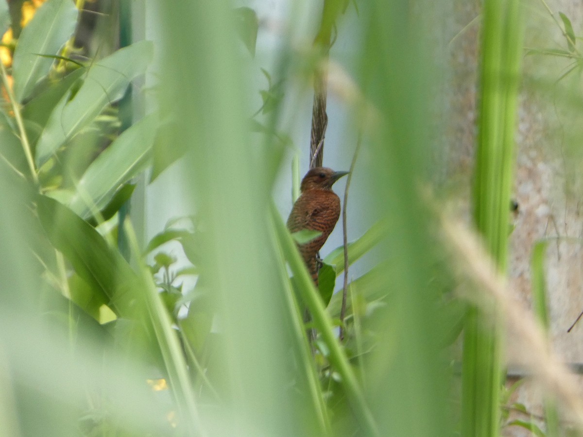 Rufous Woodpecker - ML505403991