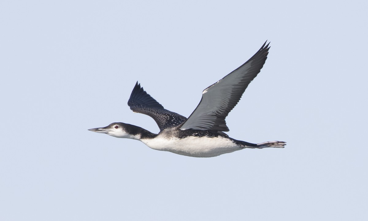 Common Loon - Brian Sullivan