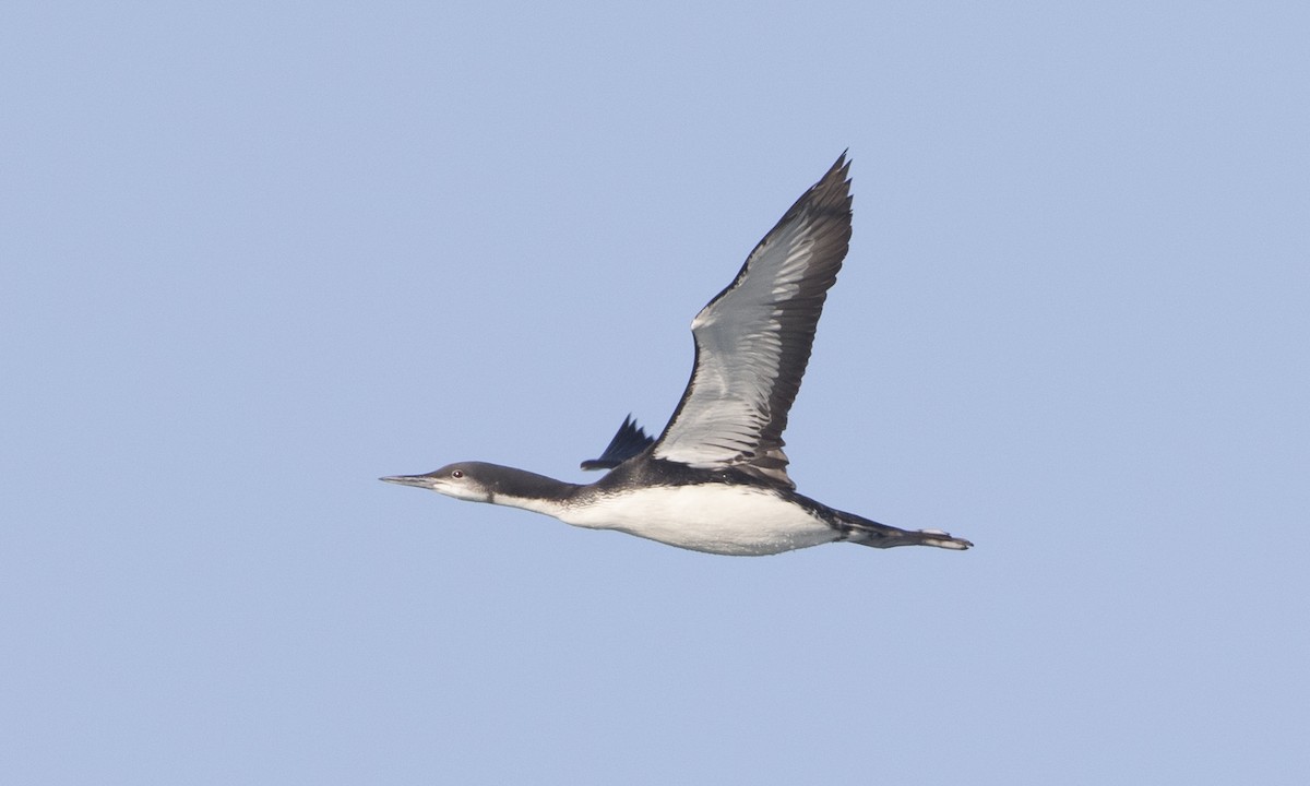 Pacific Loon - ML50540461