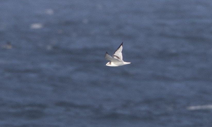 Black-legged Kittiwake - ML50540481