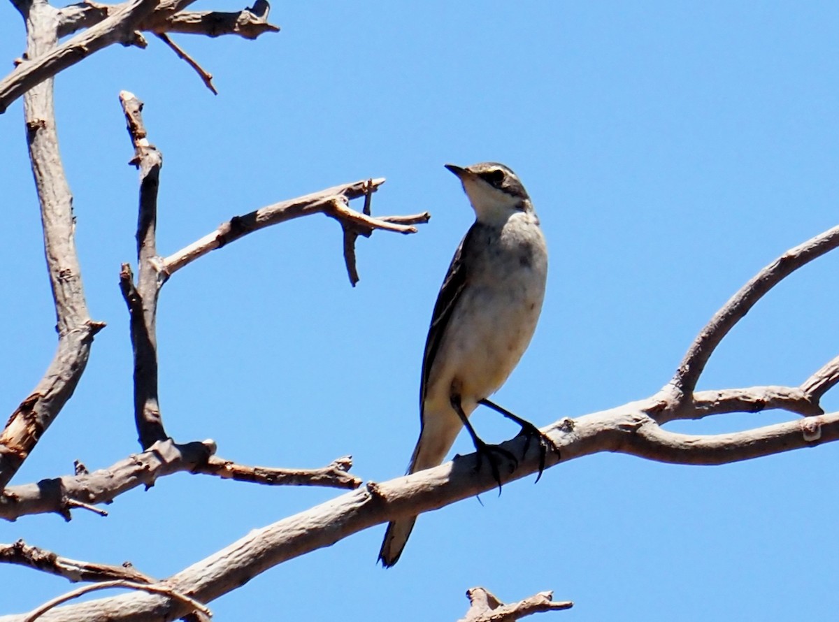 Eastern Yellow Wagtail - ML505405011