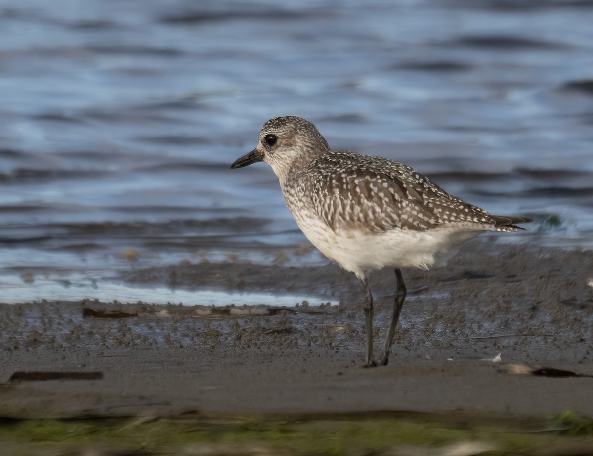 Black-bellied Plover - ML505405201