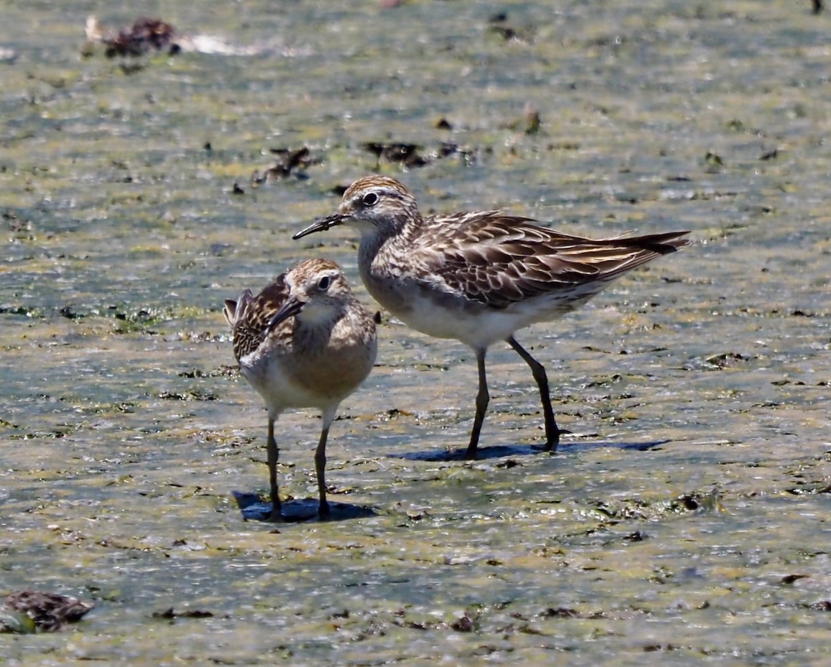 Sharp-tailed Sandpiper - ML505405871