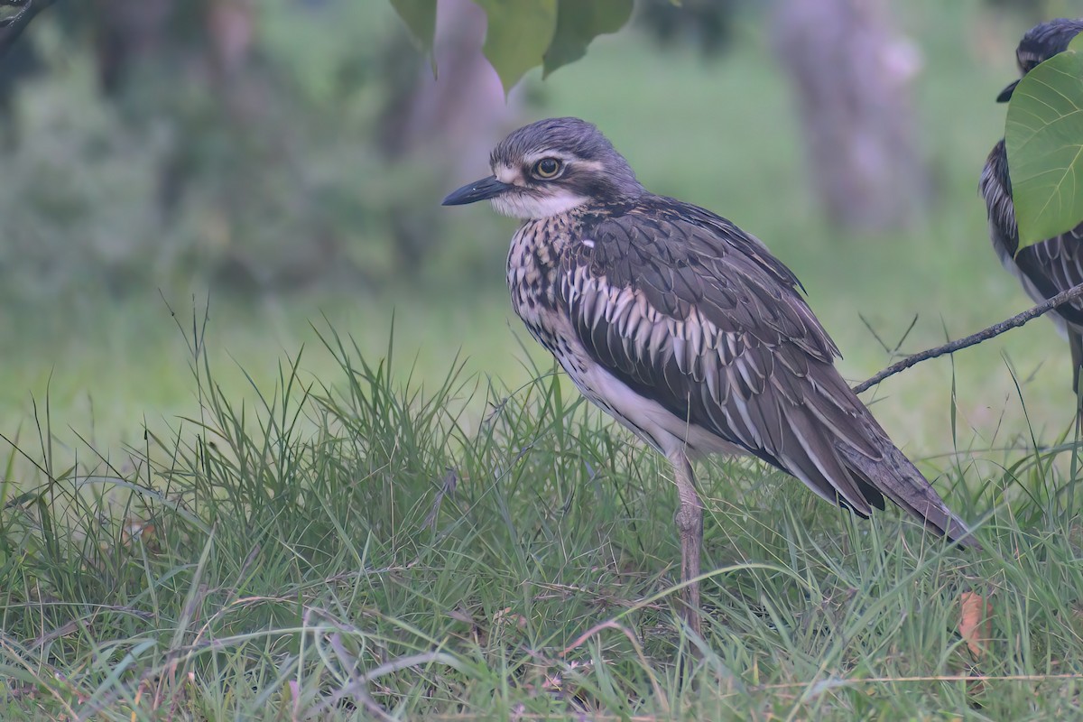 Bush Thick-knee - ML505406281