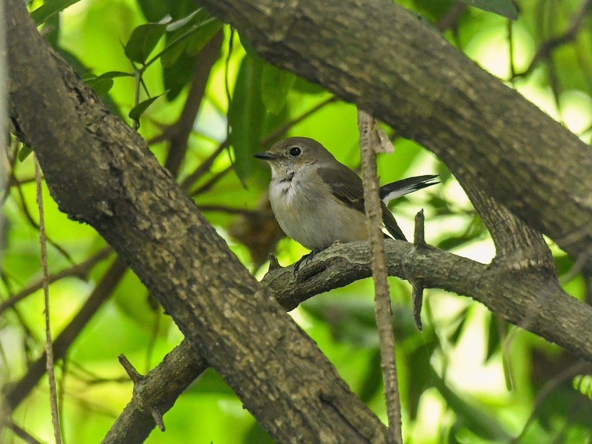 Taiga Flycatcher - ML505406601