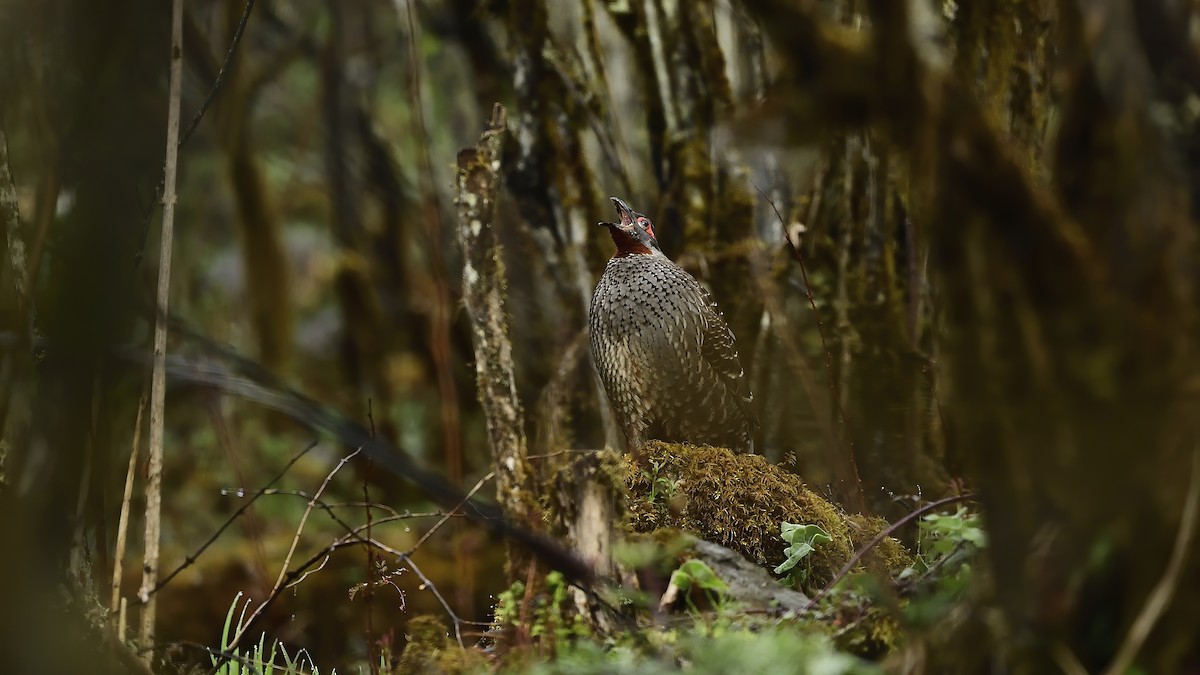 Chestnut-throated Monal-Partridge - ML505406741