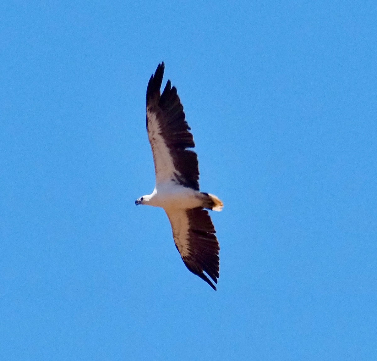 White-bellied Sea-Eagle - ML505406781