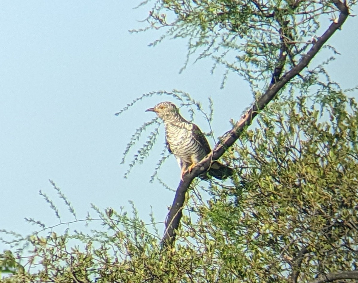 Common Cuckoo - ML505408951