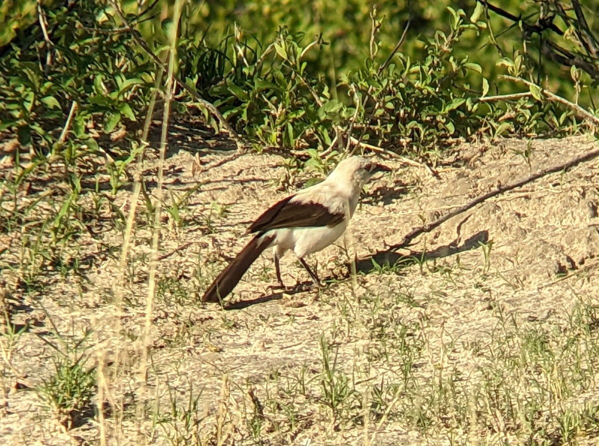 Southern Pied-Babbler - ML505408971