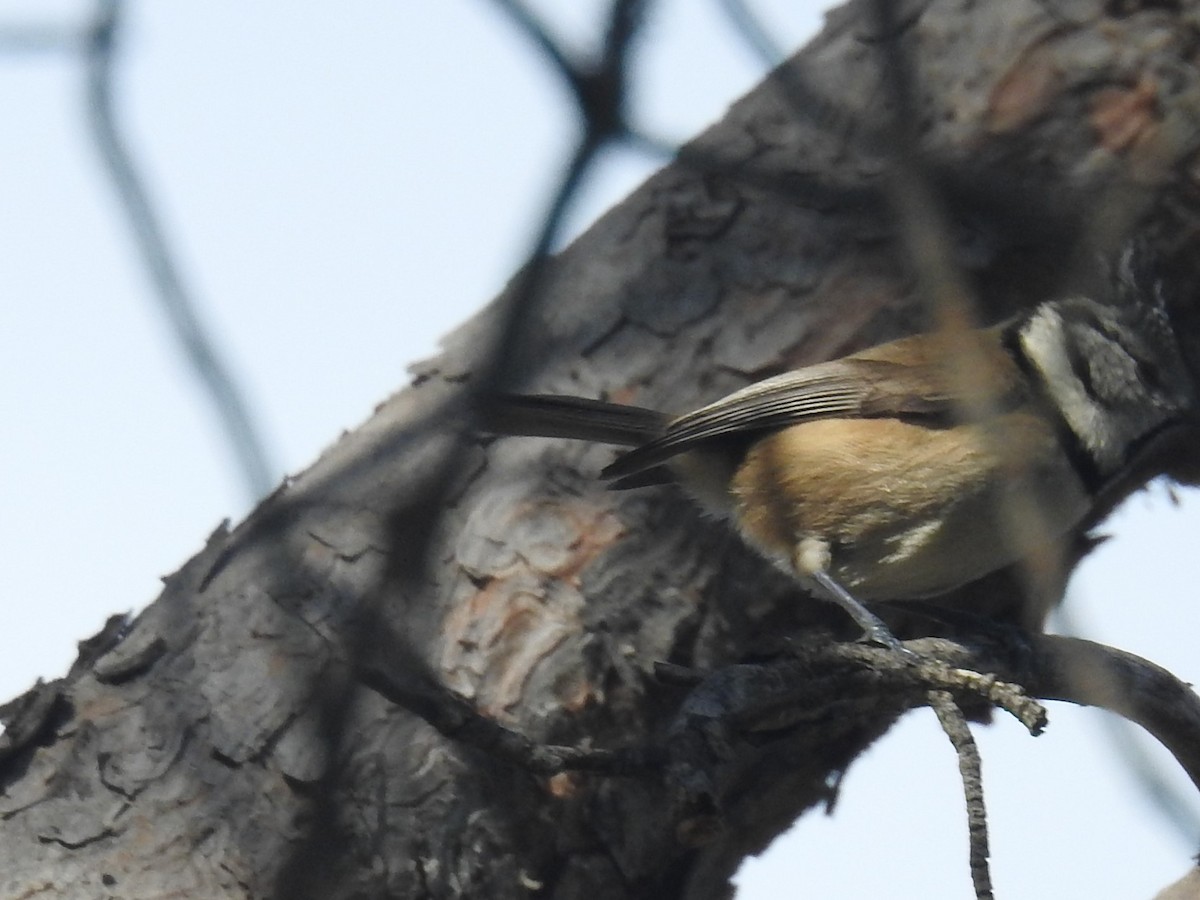 Crested Tit - ML505409631