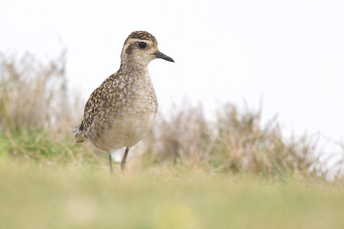 Pacific Golden-Plover - ML505410041