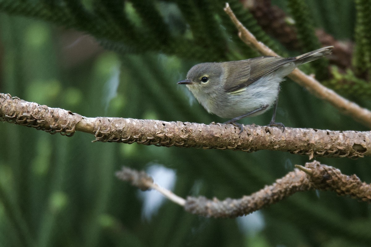 Norfolk Island Gerygone - ML505410071