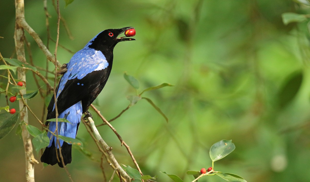 Asian Fairy-bluebird - Luke Seitz