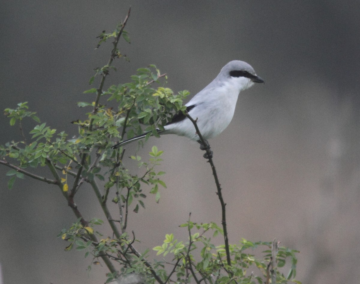 Great Gray Shrike (Great Gray) - William Price