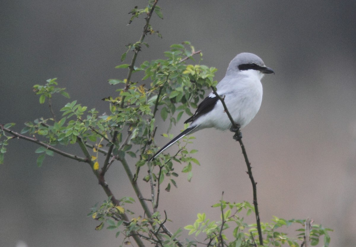 Great Gray Shrike (Great Gray) - William Price