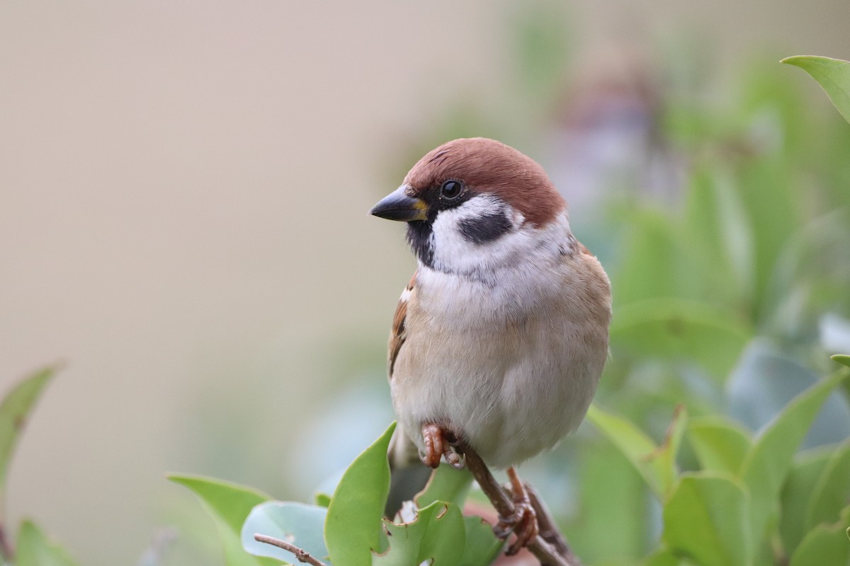 Eurasian Tree Sparrow - ML505411741