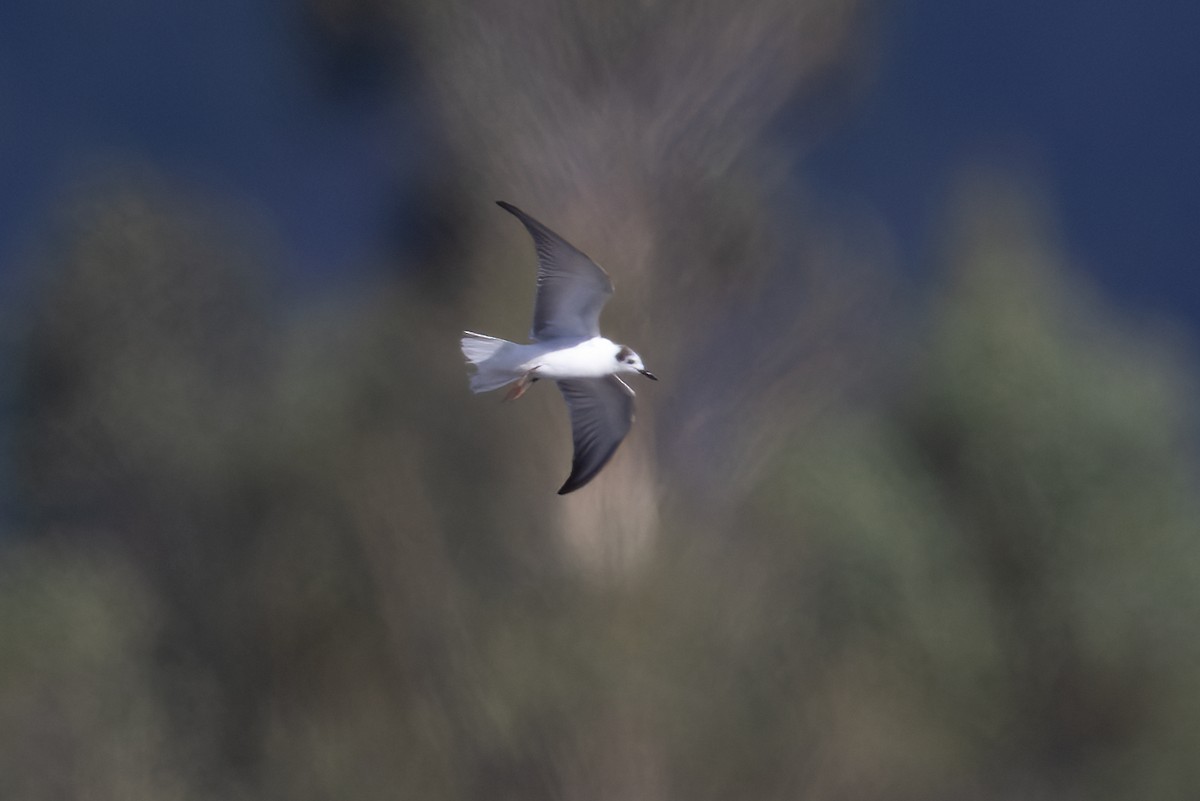 White-winged Tern - ML505412471