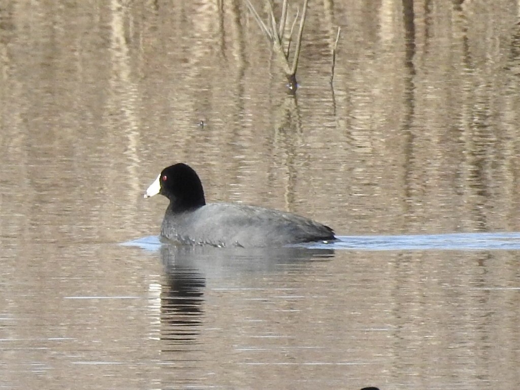 American Coot - Thomas Jones