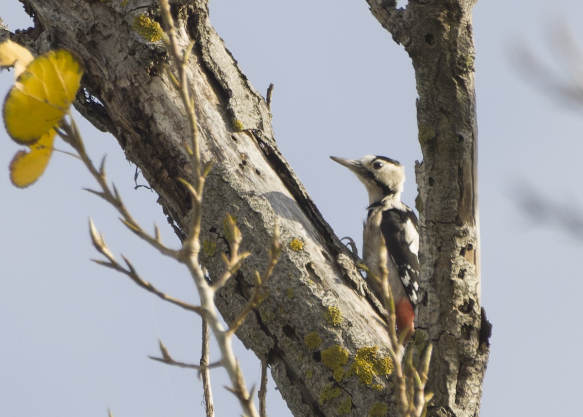 Syrian Woodpecker - Xenia Louverdi