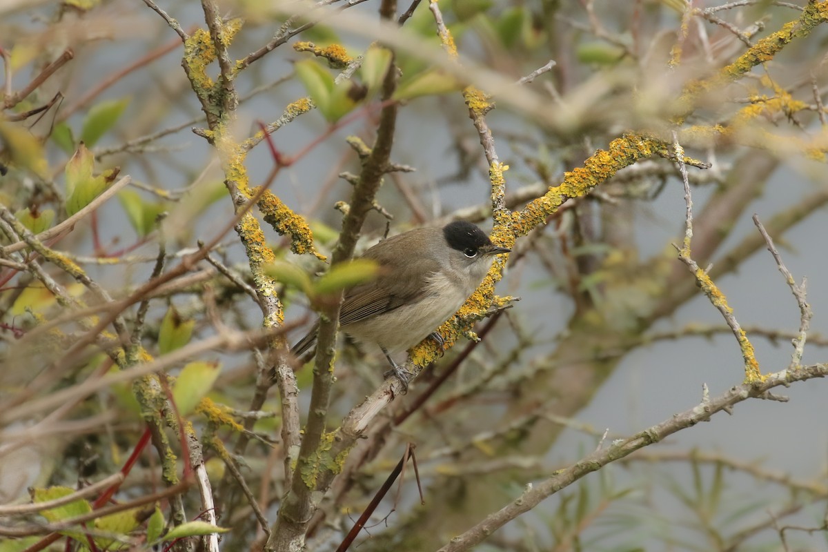 Eurasian Blackcap - ML505414401