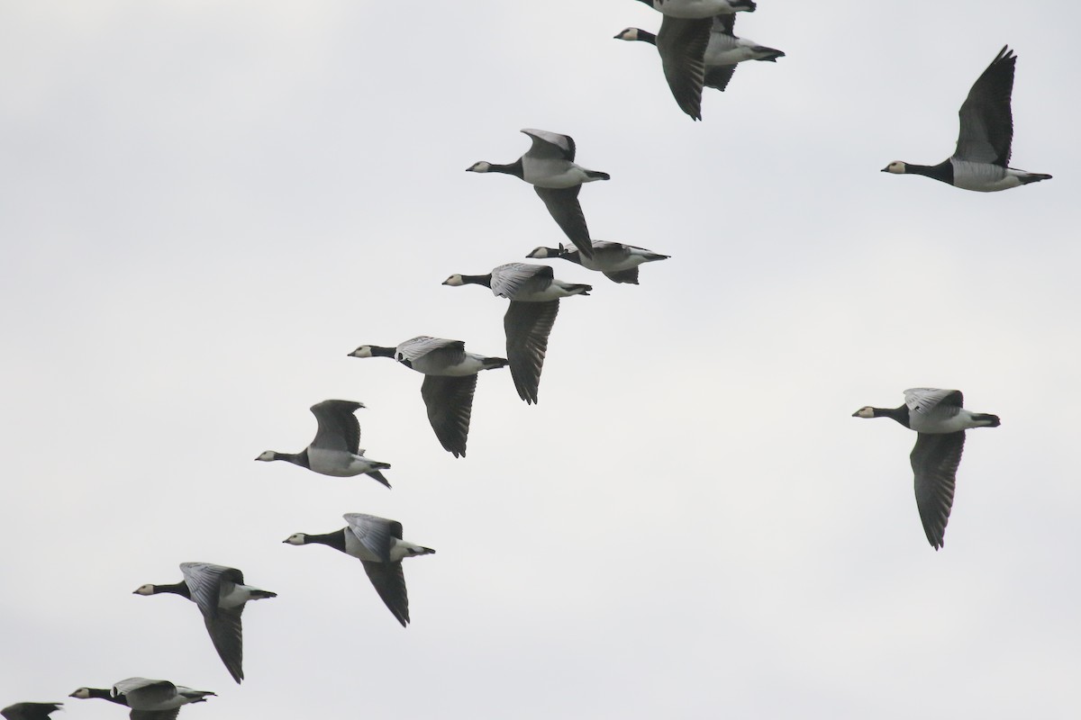 Barnacle Goose - ML505414551